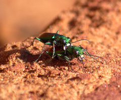 Cicindela splendida