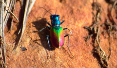Cicindela scutellaris scutellaris