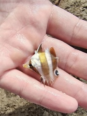 Brown-Banded Butterflyfish photo 3