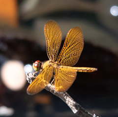 Perithemis electra