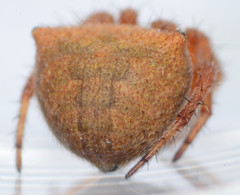 Araneus bispinosus