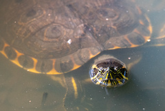 Trachemys grayi panamensis