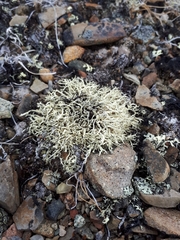 Evernia perfragilis