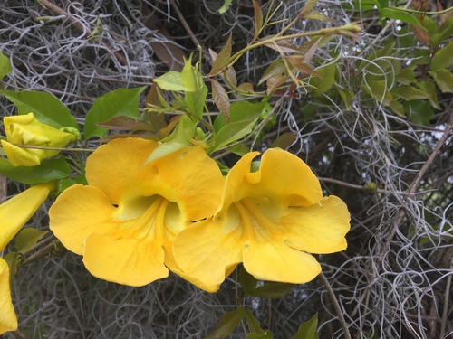 Dolichandra unguis-cati image