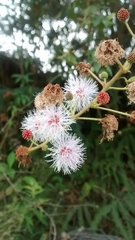 Mimosa albida