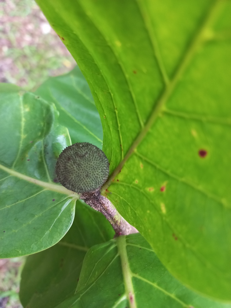 Neonauclea sessilifolia (Neonauclea sessilifolia)