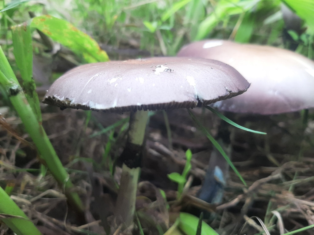 Psilocybe cubensis · October 2023 · photo: © pablocauapc (iNaturalist, cc-by)