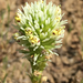 Castilleja densiflora obispoensis - Photo (c) Evan Albright,  זכויות יוצרים חלקיות (CC BY-NC), הועלה על ידי Evan Albright