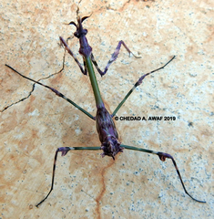 Empusa pennata