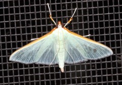 Stemorrhages marthesiusalis