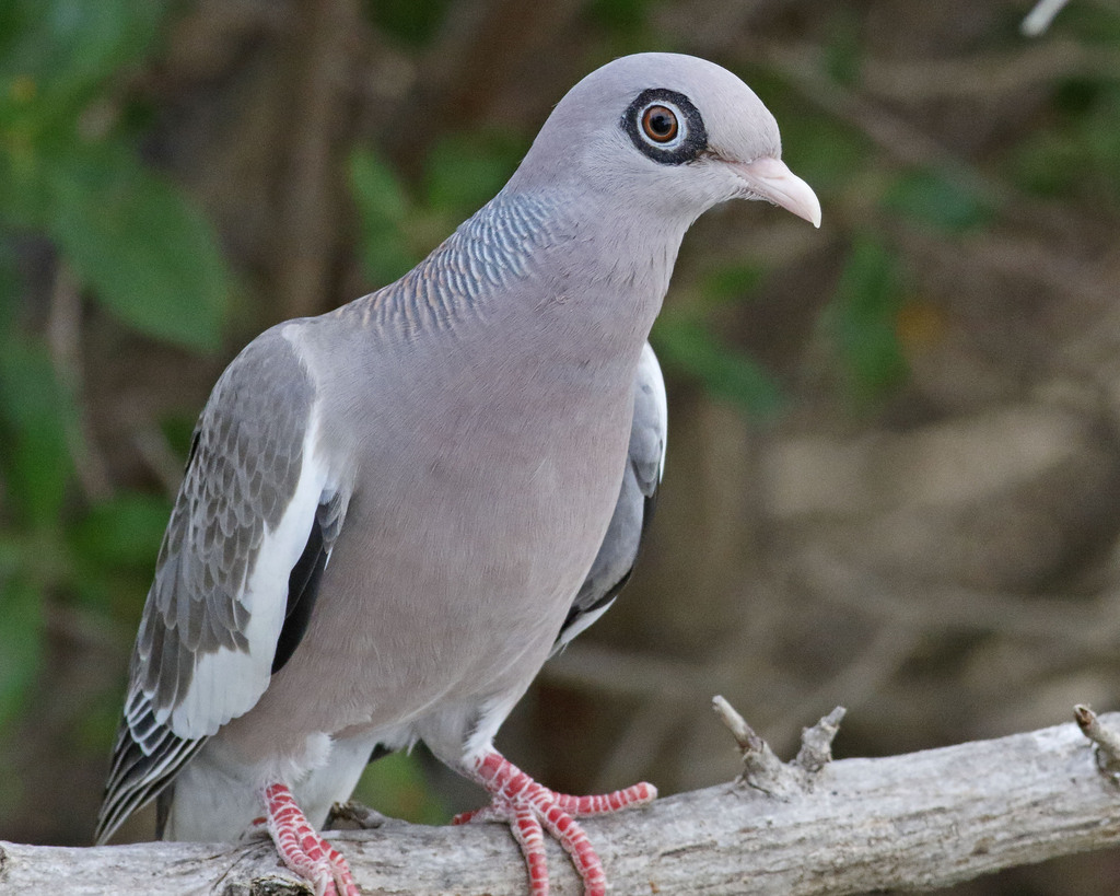 Bare-eyed Pigeon photo