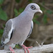 Bare-eyed Pigeon - Photo (c) Gerold Morrison, some rights reserved (CC BY-NC), uploaded by Gerold Morrison
