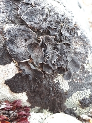 Umbilicaria proboscidea