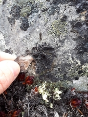 Umbilicaria proboscidea