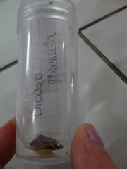 Diodora