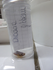 Diodora