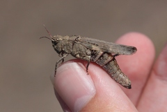 Chimarocephala pacifica