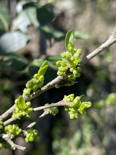 Red twin-berry (Erythrococca trichogyne)