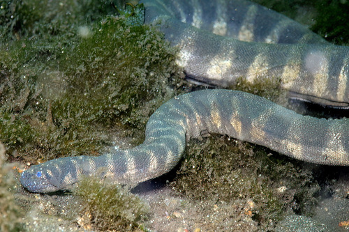 Little File Snake — seen at this dive site