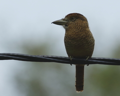 Nystalus radiatus image