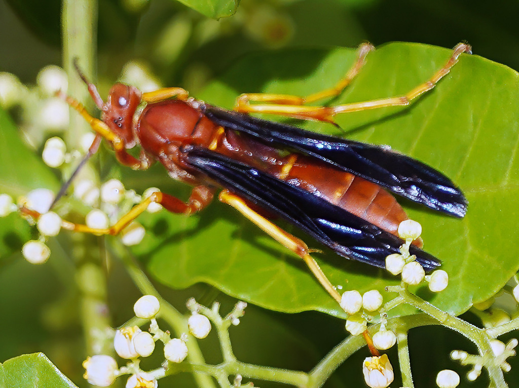 Fine-backed Red Paper Wasp from Osceola County, FL, USA on October 22 ...