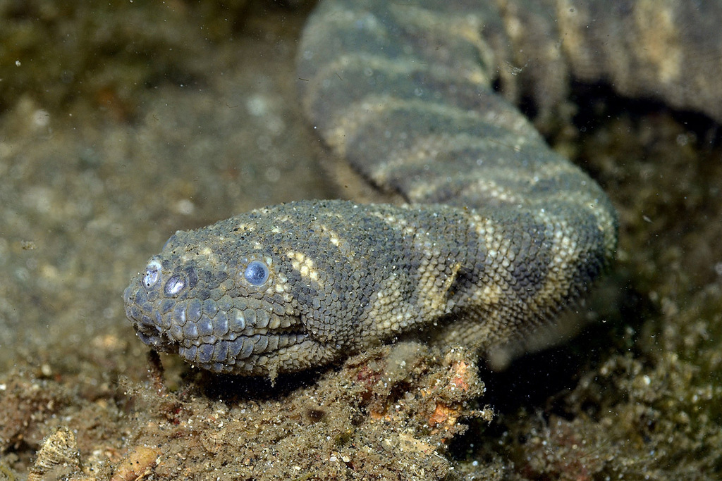 Little File Snake