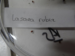 Lasaea rubra