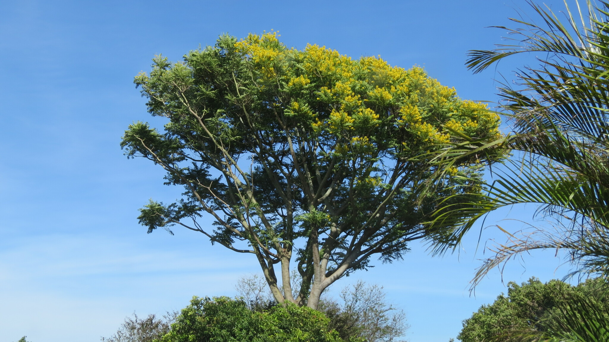 Schizolobium parahyba