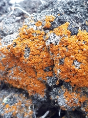 Bryoplaca jungermanniae