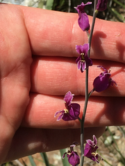 Streptanthus glandulosus glandulosus