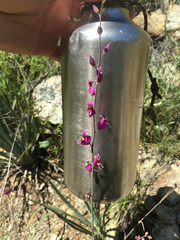 Streptanthus glandulosus glandulosus