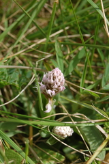Neotinea conica