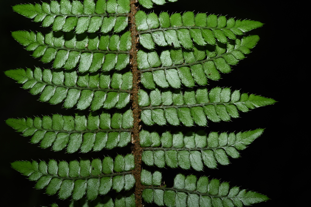 Polystichum piceopaleaceum