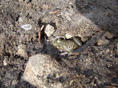 Eleutherodactylus marnockii