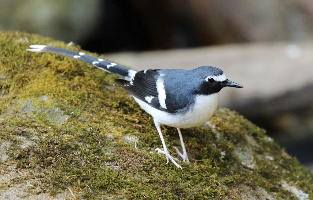 Slaty-backed Forktail photo
