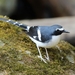 Slaty-backed Forktail - Photo (c) Carlos Sanchez, some rights reserved (CC BY-NC), uploaded by Carlos Sanchez