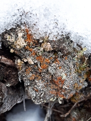 Bryoplaca jungermanniae