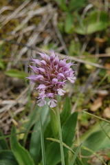 Neotinea conica