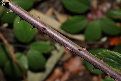 Image of Rubus cissburiensis by no rights reserved