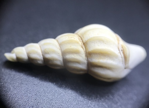 American pelicanfoot