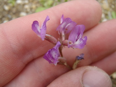 Astragalus nothoxys