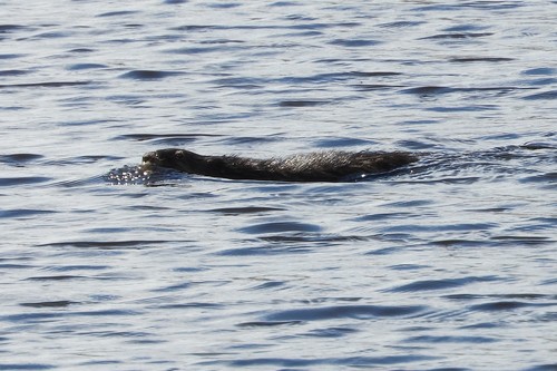 North American River Otter photographed in Delaware