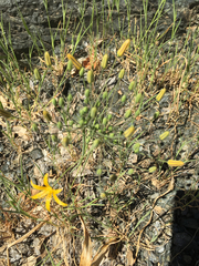 Bloomeria crocea