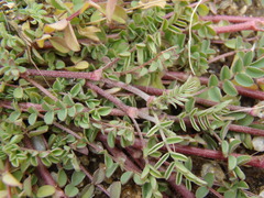 Astragalus nothoxys