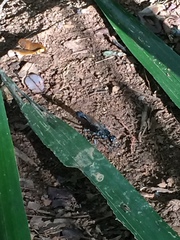 Eremnophila