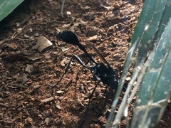 Eremnophila