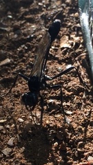 Eremnophila