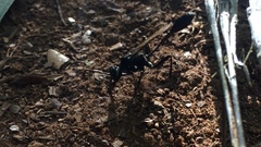 Eremnophila