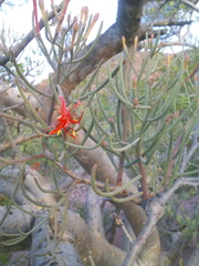 Psittacanthus sonorae