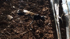Eremnophila